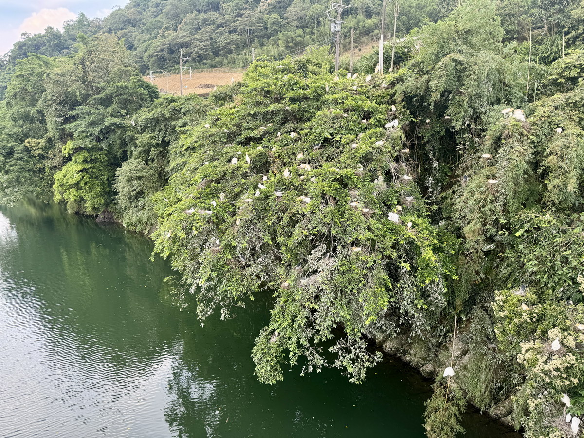 【新北坪林旅遊】坪林茶鄉一日遊 2025:雙北世外桃源,隱藏版秘境步道、茶葉博物館、老街、美食,慢活一整天 6958 【新北坪林旅遊】坪林茶鄉一日遊 2025:雙北世外桃源,隱藏版秘境步道、茶葉博物館、老街、美食,慢活一整天 6958