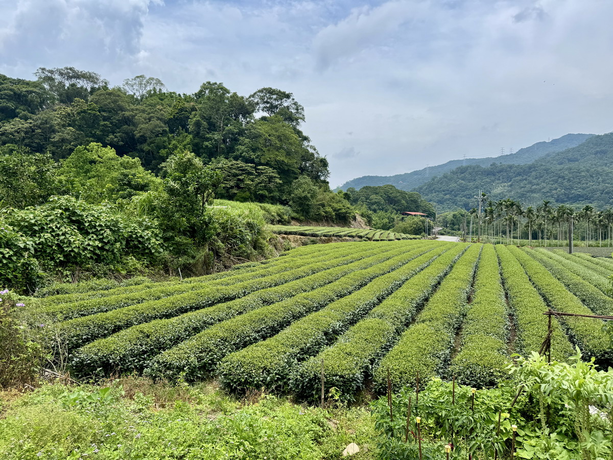 【新北坪林旅遊】坪林茶鄉一日遊 2025:雙北世外桃源,隱藏版秘境步道、茶葉博物館、老街、美食,慢活一整天 6958 【新北坪林旅遊】坪林茶鄉一日遊 2025:雙北世外桃源,隱藏版秘境步道、茶葉博物館、老街、美食,慢活一整天 6958