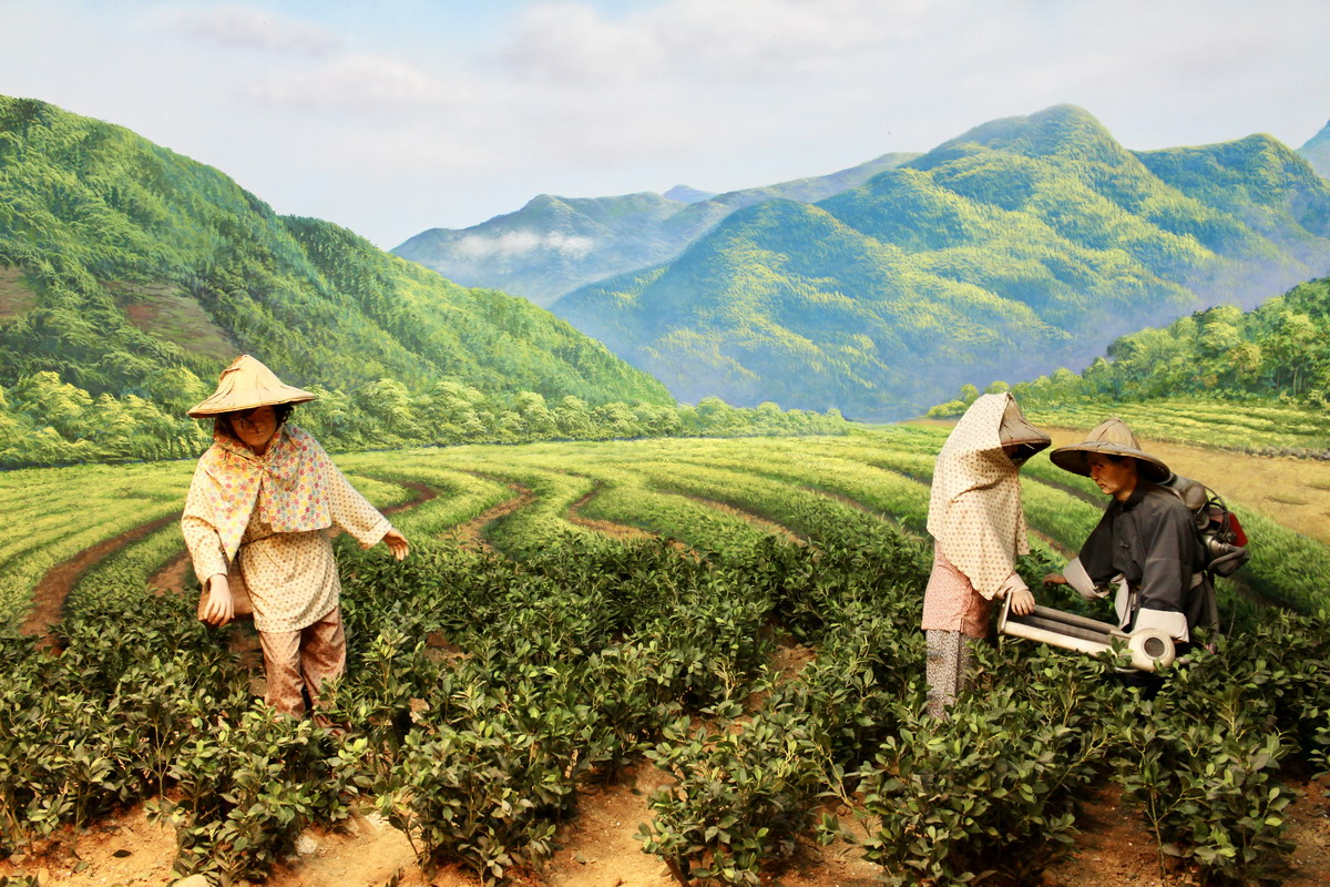 【新北坪林旅遊】坪林茶業博物館：坪林是台灣重要茶鄉，帶領進入茶葉的世界 1730