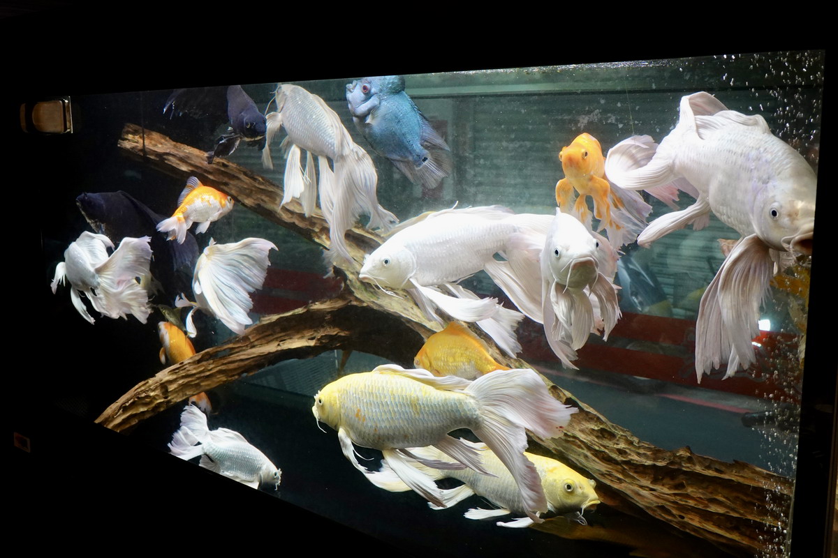 【台北士林站美食】寶飽煲:捷運士林站巷弄中的美味小館,低調卻是生意興隆 7162 【台北士林站美食】寶飽煲:捷運士林站巷弄中的美味小館,低調卻是生意興隆 7162