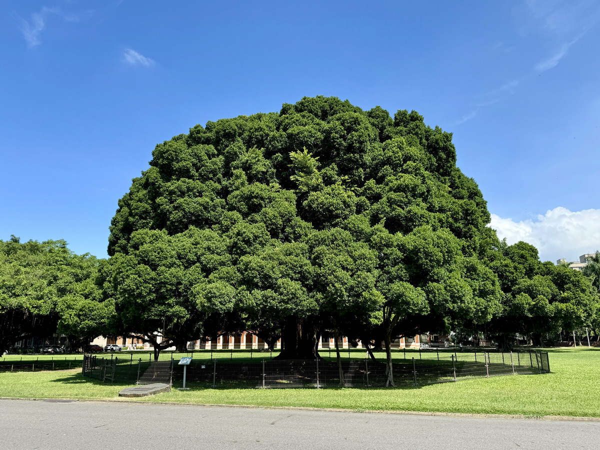 【台南東區旅遊】成功大學校園古蹟巡禮：榕園、步兵第二聯隊、東門遺跡與小西門樓 6617