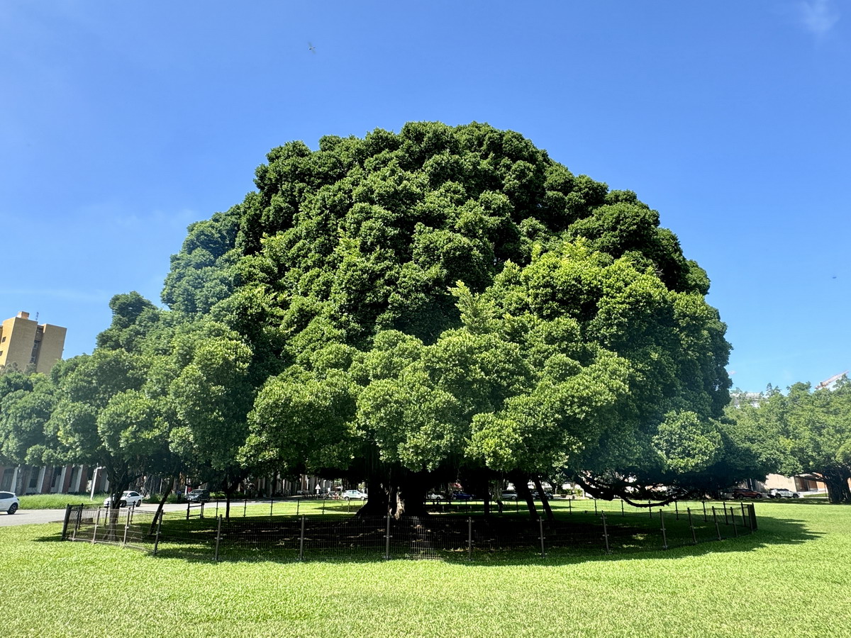 【台南東區旅遊】成功大學校園古蹟巡禮：榕園、步兵第二聯隊、東門遺跡與小西門樓 6617