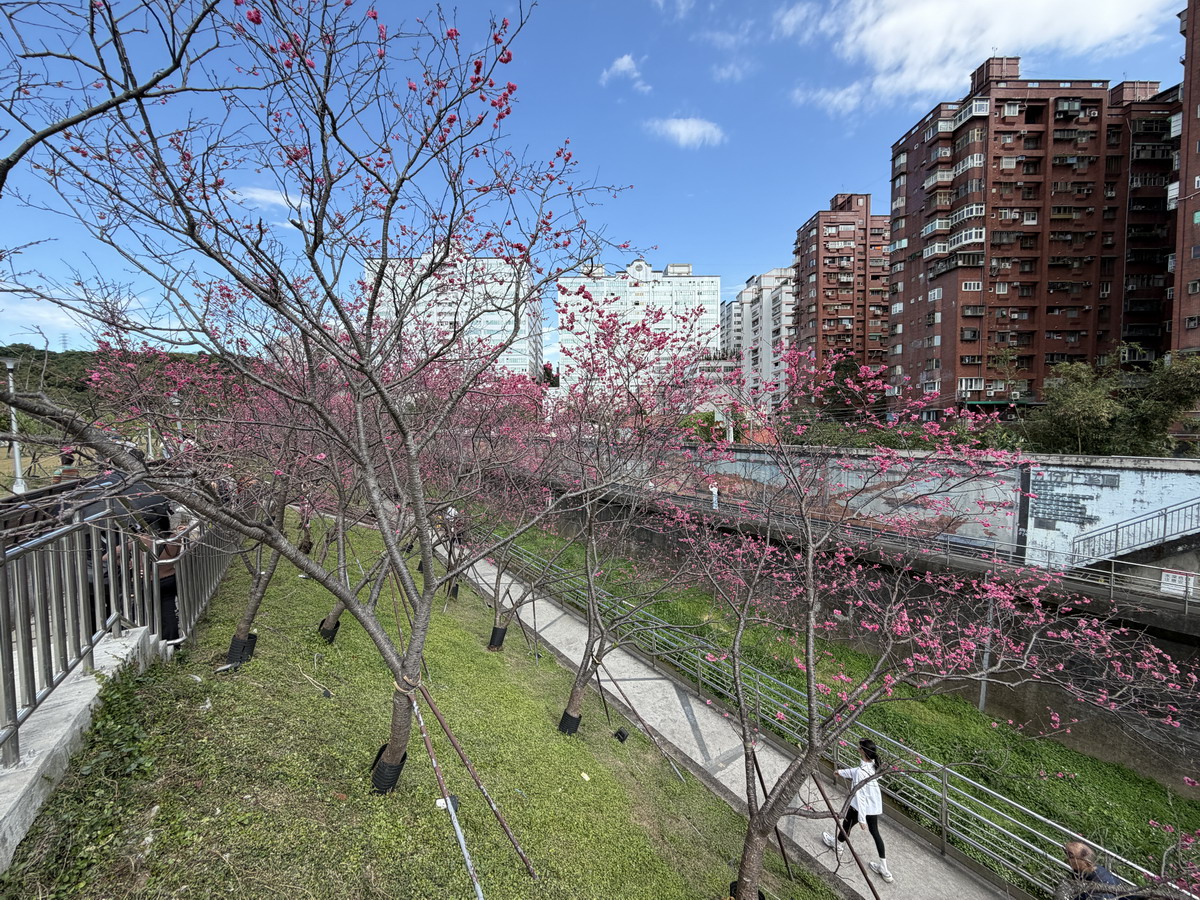 【台北市內湖旅遊】東湖樂活公園賞櫻 2026：寒櫻與八重櫻接力競豔，平地就可以盡情賞櫻，每年春天不要錯過的盛景 7290