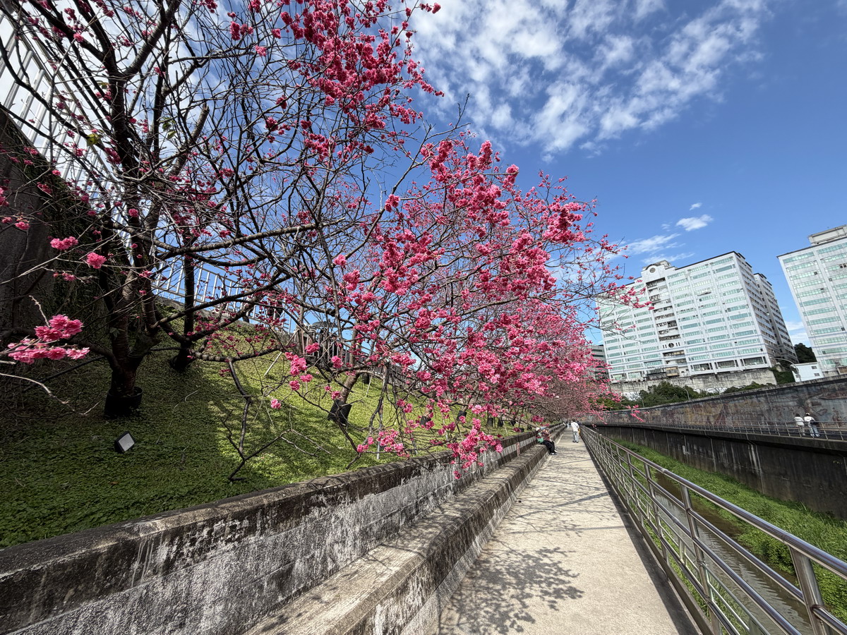 【台北市內湖旅遊】東湖樂活公園賞櫻 2026：寒櫻與八重櫻接力競豔，平地就可以盡情賞櫻，每年春天不要錯過的盛景 7290