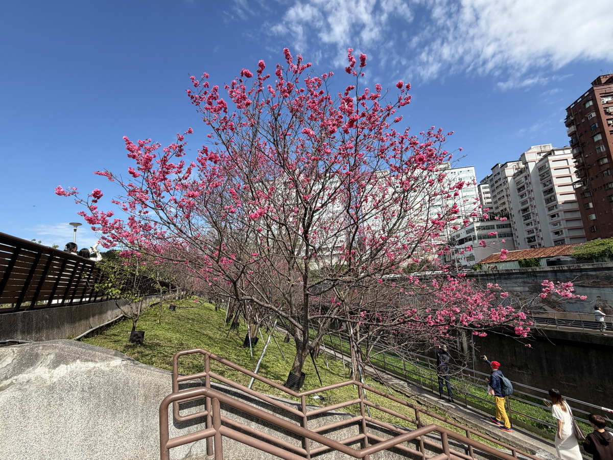 【台北市內湖旅遊】東湖樂活公園賞櫻 2026：寒櫻與八重櫻接力競豔，平地就可以盡情賞櫻，每年春天不要錯過的盛景 7290