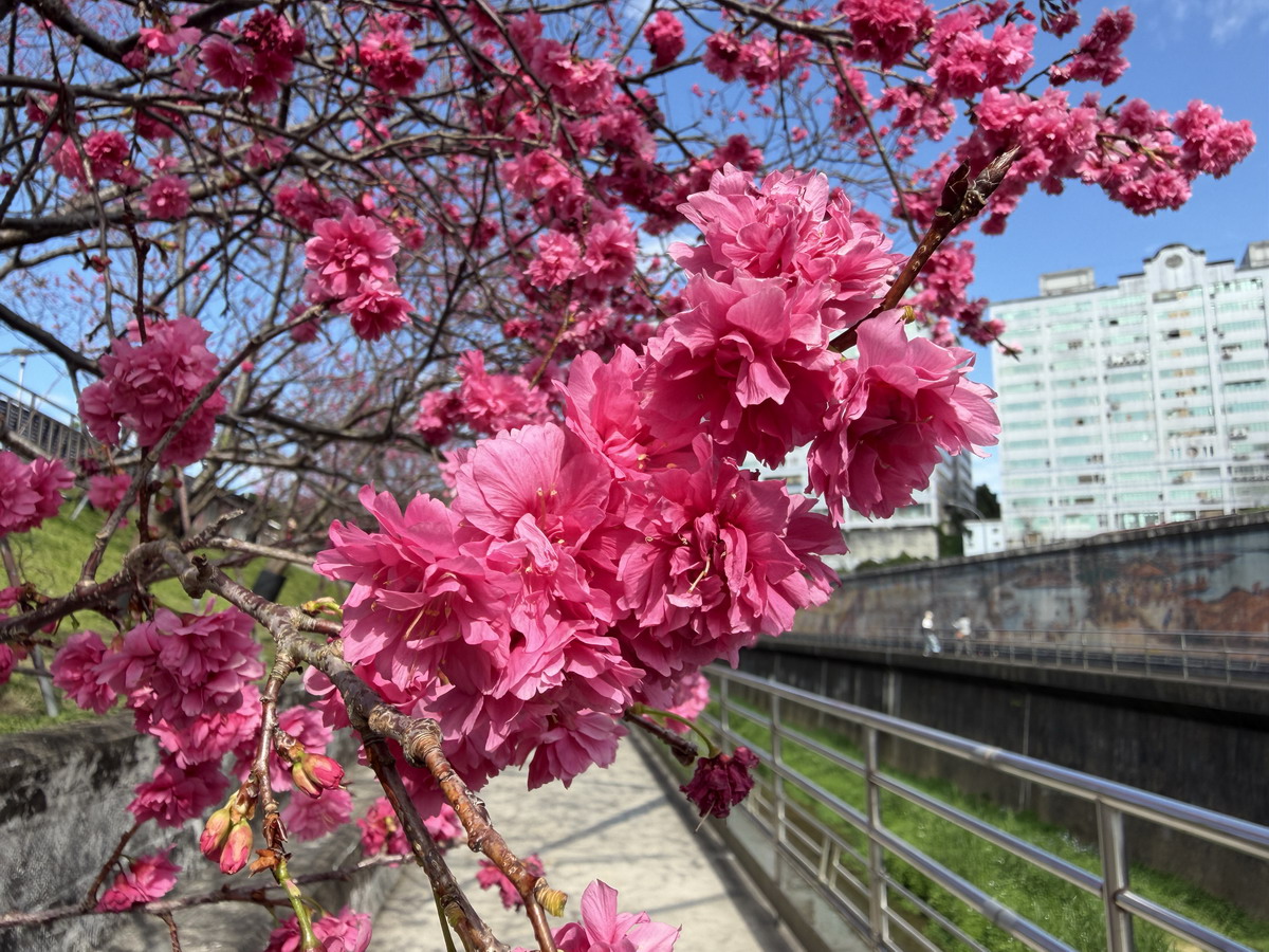 【台北市內湖旅遊】東湖樂活公園賞櫻 2026：寒櫻與八重櫻接力競豔，平地就可以盡情賞櫻，每年春天不要錯過的盛景 7290
