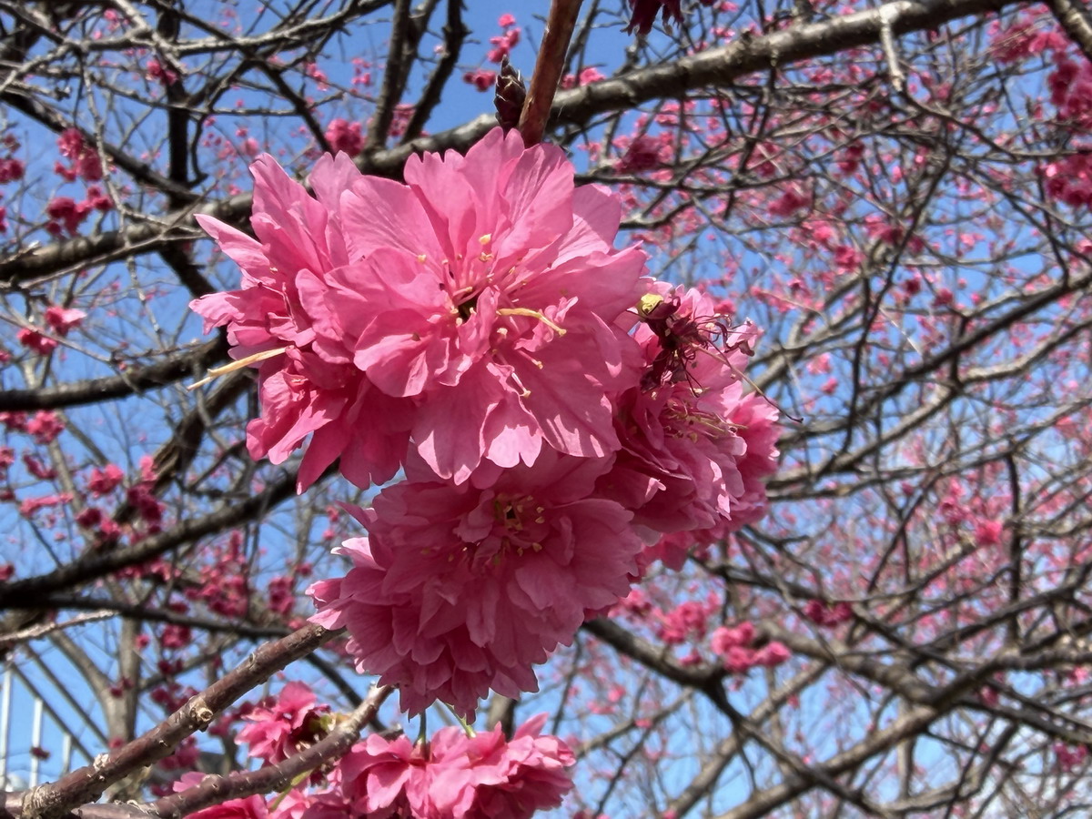 【台北市內湖旅遊】東湖樂活公園賞櫻 2026：寒櫻與八重櫻接力競豔，平地就可以盡情賞櫻，每年春天不要錯過的盛景 7290