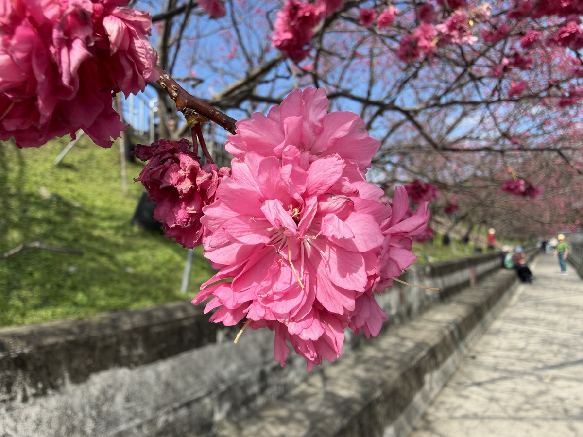 【台北市內湖旅遊】東湖樂活公園賞櫻 2026：寒櫻與八重櫻接力競豔，平地就可以盡情賞櫻，每年春天不要錯過的盛景 7290