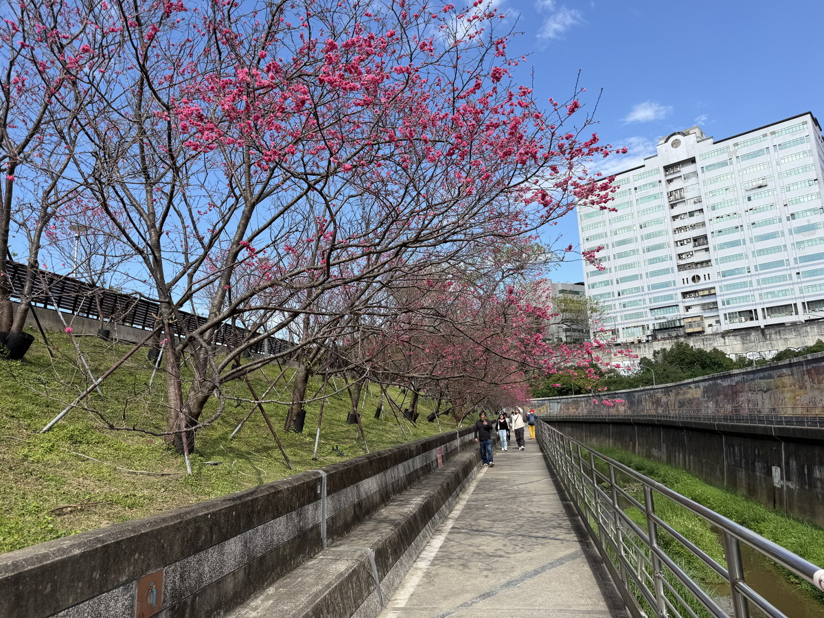 【台北市內湖旅遊】東湖樂活公園賞櫻 2026：寒櫻與八重櫻接力競豔，平地就可以盡情賞櫻，每年春天不要錯過的盛景 7290