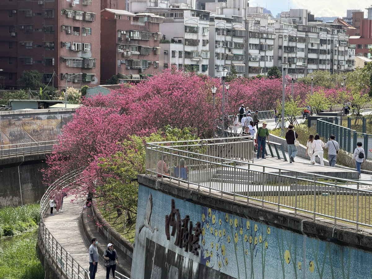 【台北市內湖旅遊】東湖樂活公園賞櫻 2026：寒櫻與八重櫻接力競豔，平地就可以盡情賞櫻，每年春天不要錯過的盛景 7290