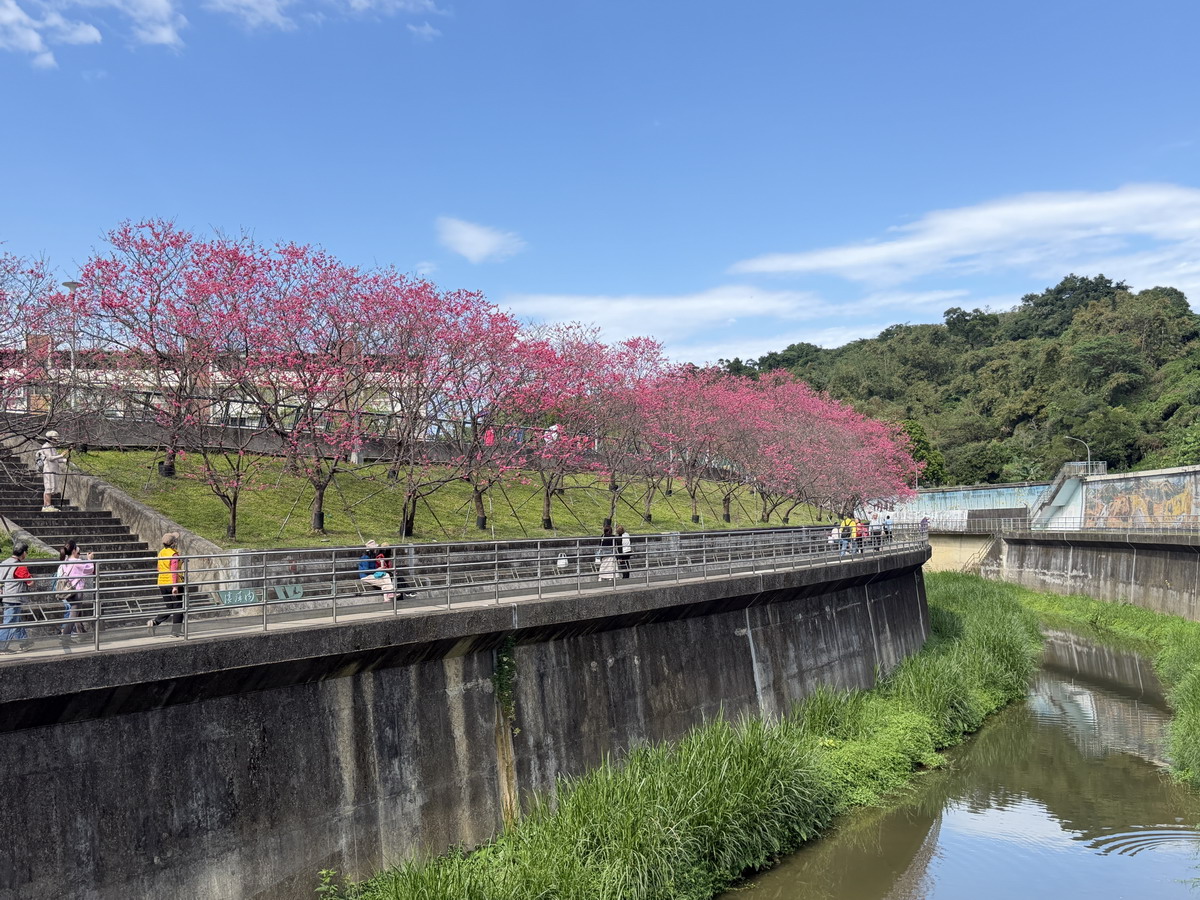 【台北市內湖旅遊】東湖樂活公園賞櫻 2026：寒櫻與八重櫻接力競豔，平地就可以盡情賞櫻，每年春天不要錯過的盛景 7290