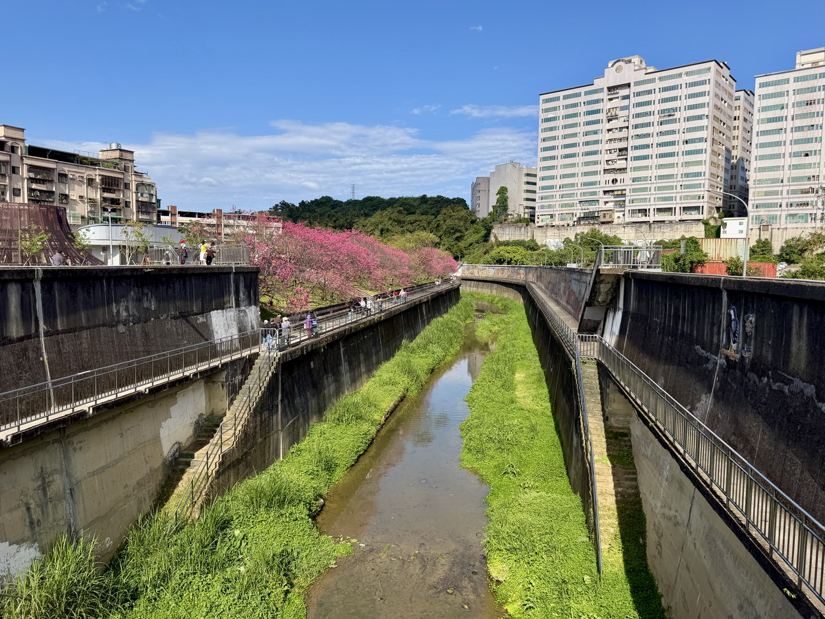 【台北市內湖旅遊】東湖樂活公園賞櫻 2026：寒櫻與八重櫻接力競豔，平地就可以盡情賞櫻，每年春天不要錯過的盛景 7290