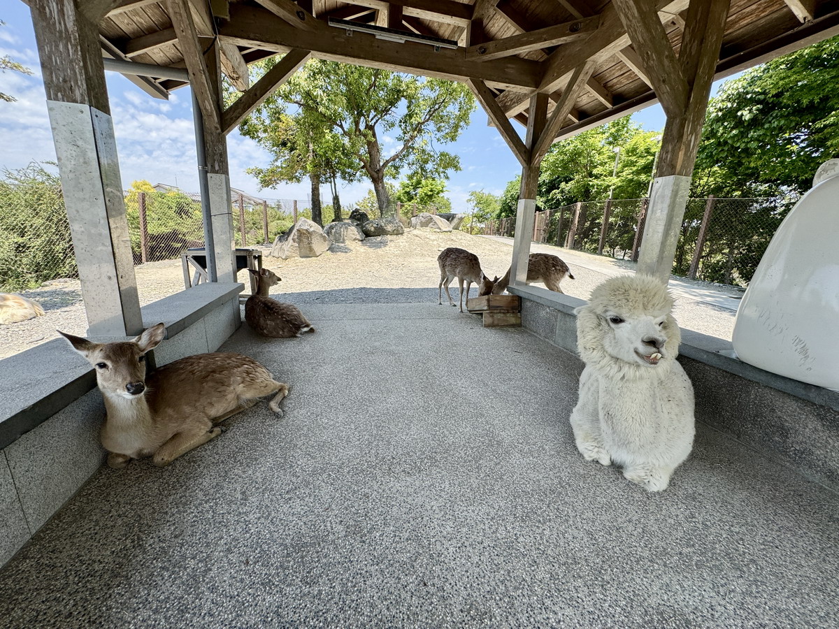 【宜蘭五結住宿】宜蘭綠舞國際觀光飯店 2025:一秒到日本!佔地5.25公頃,全台獨有日式主題園區與度假 Villa、露營車,還有可愛水豚及羊駝,情侶家庭親子度假好地方 6881 【宜蘭五結住宿】宜蘭綠舞國際觀光飯店 2025:一秒到日本!佔地5.25公頃,全台獨有日式主題園區與度假 Villa、露營車,還有可愛水豚及羊駝,情侶家庭親子度假好地方 6881