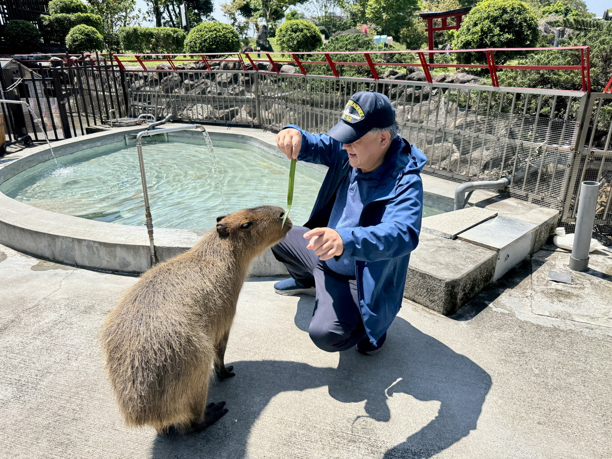 【宜蘭五結住宿】宜蘭綠舞國際觀光飯店 2025:一秒到日本!佔地5.25公頃,全台獨有日式主題園區與度假 Villa、露營車,還有可愛水豚及羊駝,情侶家庭親子度假好地方 6881 【宜蘭五結住宿】宜蘭綠舞國際觀光飯店 2025:一秒到日本!佔地5.25公頃,全台獨有日式主題園區與度假 Villa、露營車,還有可愛水豚及羊駝,情侶家庭親子度假好地方 6881