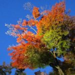 今日熱門文章：【日本京都賞楓】高台寺夜楓：祇園花見小路、八坂神社、茶寮都路里 1308