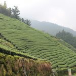 今日熱門文章：【嘉義旅遊】阿里山茶之旅特輯：灣橋陶花源、生力農場、龍冠茗茶、阿漢的家民宿、王鼎茶園、梅子元氣館 1629