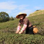 今日熱門文章：【桃園龍潭旅遊】 養生好食在龍潭 (上)：大北坑城合茶業與三水茗園 1769