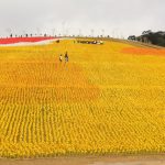 今日熱門文章：【基隆旅遊】風車小鴨創下吉尼斯世界紀錄：擁恆文創園區 1771