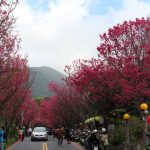 今日熱門文章：【北投旅遊】北投復興三路櫻花步道：山櫻花隧道 (2014/2/4 花況) 1790