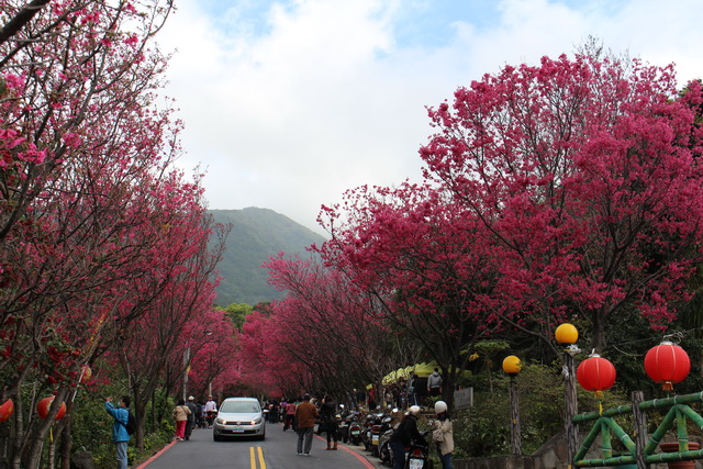 【北投旅遊】北投復興三路櫻花步道：山櫻花隧道 (2014/2/4 花況) 1790 @貓大爺