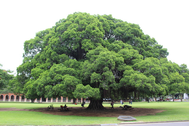 【台南東區旅遊】成功大學校園古蹟巡禮：榕園、步兵第二聯隊、小西門 2615 @貓大爺