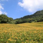 今日熱門文章：【花蓮玉里旅遊】赤柯山：秋季金針花海美不勝收 2901