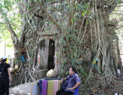 【泰國沙慕頌戡府旅遊】樹中廟：被樹木包覆的四百年邦功寺及鄭王泰拳公園 3052 @貓大爺