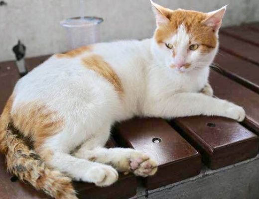 【新北平溪線旅遊】猴硐貓村：貓咪天堂與猴硐煤礦博物園區之旅 3225 @貓大爺