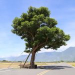 今日熱門文章：【懶人包】貓大爺花蓮、花東縱谷、台東自5968由行旅遊及美食特輯 (137篇) 5968