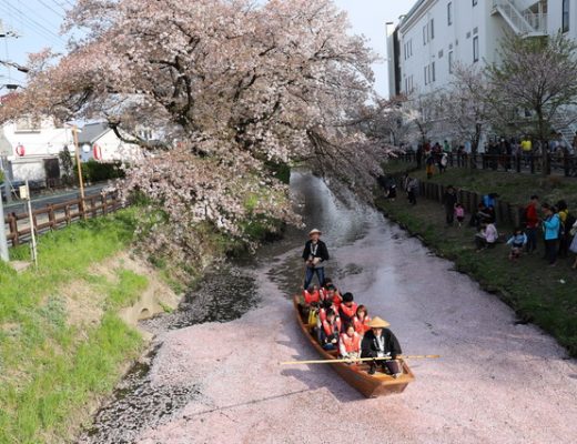 【日本川越旅遊】到川越小江戶新河岸川賞櫻花 3426 @貓大爺
