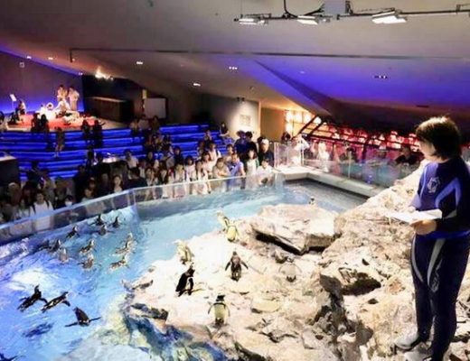 【日本東京旅遊】墨田水族館 Sumida Aquarium：押上晴空塔底下的親子水族館 3563 @貓大爺