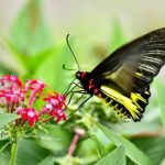 今日熱門文章：【花蓮新城旅遊】花蓮人不一定知道的秘境景點！全台最大蝴蝶園，免費親近蝴蝶與竹節蟲、亞泥生態園區：親子旅遊賞蝶最佳秘境  