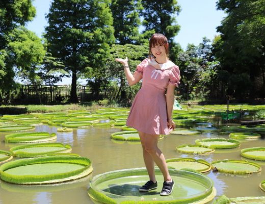 【桃園旅遊】蓮荷園驚奇大王蓮乘坐體驗、向陽農場向日葵海，夏令一日遊 3836 @貓大爺