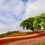 今日熱門文章：【台北市旅遊】北投社三層崎公園：走春打卡夯點，台版北海道富良野美麗地景花海公園賞花趣 4039