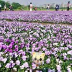 今日熱門文章：【台北市旅遊】古亭河濱公園賞花海：大片粉紫地毯超療癒，在台北市就可以免費觀賞，花期至3月中下旬 (3/1花況) 4481