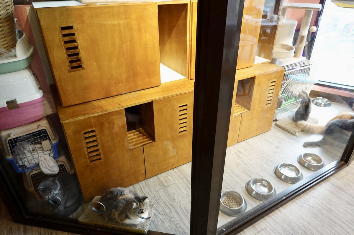 【台北北門站美食】有貓就給讚！星盒貓語 StarBox Café & Bar：隱藏版貓咪主題咖啡廳，欣賞高貴漂亮可愛慵懶喵星人，提供親子活動可預約包場辦派對 5059