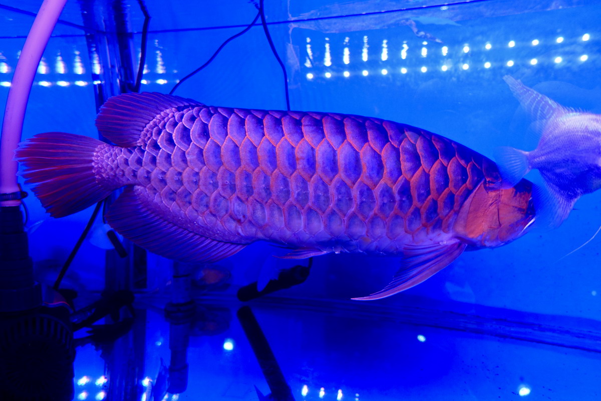 【台北信義安和站美食】銀泰小館 2026：抗漲省錢必備口袋名單，價錢便宜又好吃，臨江街夜市高CP值泰國菜小館，泰國鄉親也會來捧場 7194