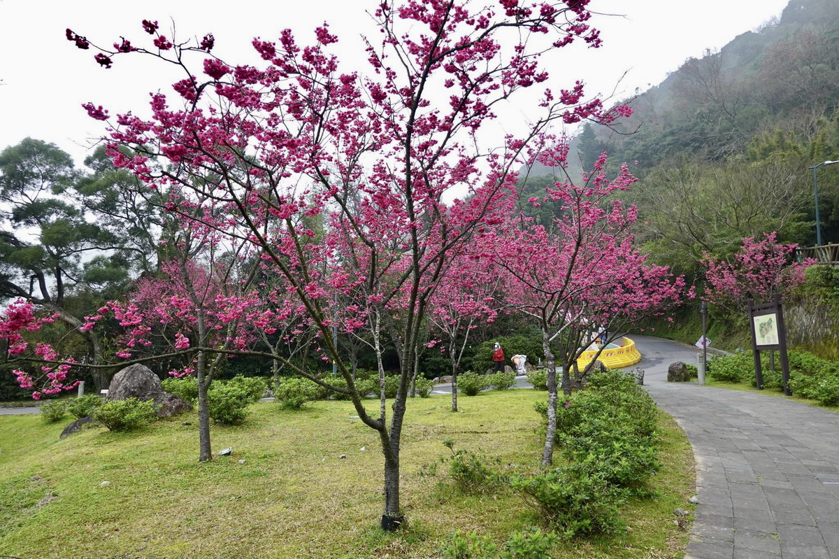 陽明山一日遊