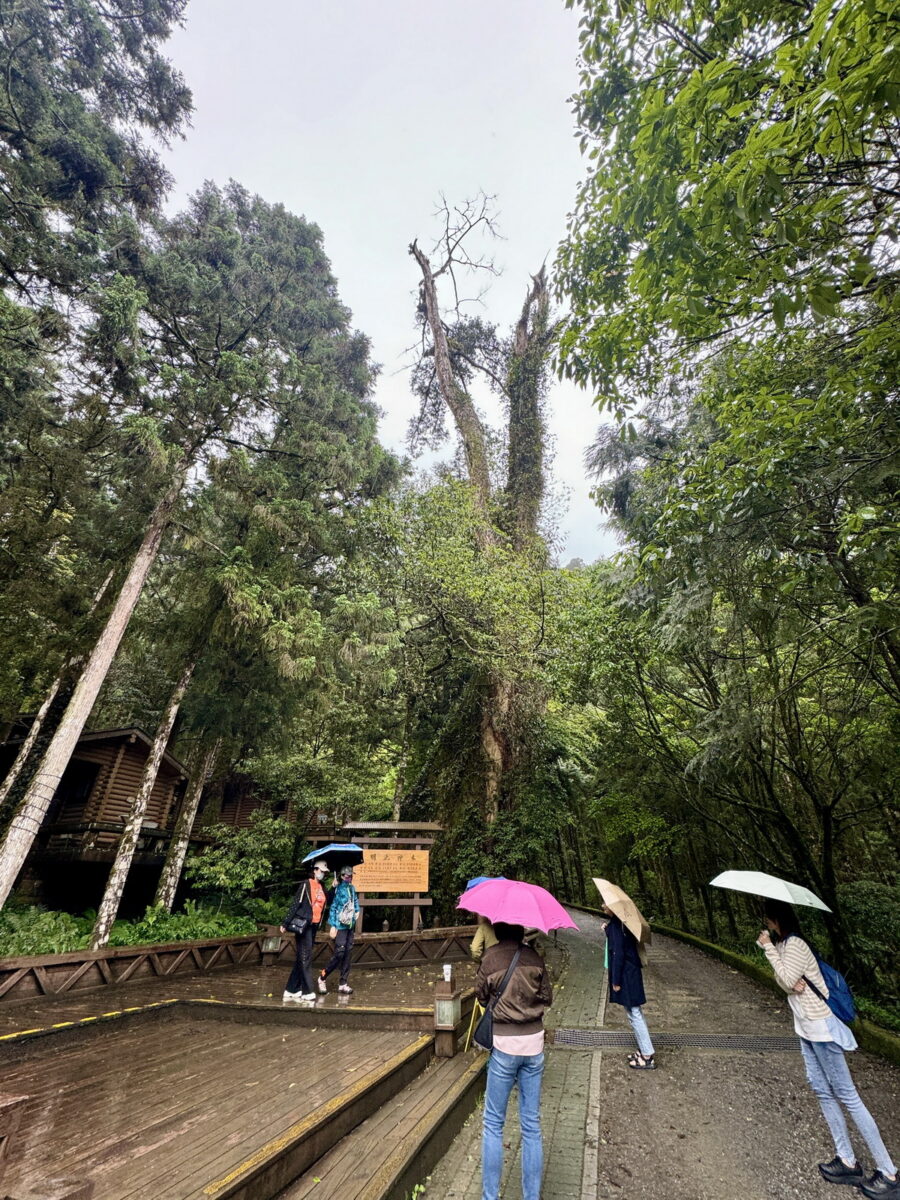 【宜蘭大同鄉旅遊】明池水劇場2024「池中劍III-神魔之界」實境山水音樂劇：力麗馬告生態園區明池森林遊樂區 6332