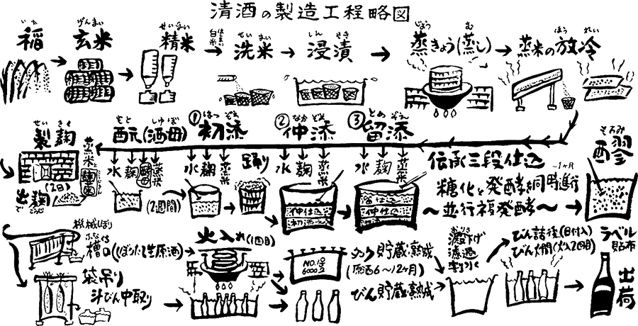 【日本宮城縣與仙台旅遊】中勇酒造見學 2024：宮城縣百年歷史著名清酒酒造，「澤乃泉」金賞清酒與魔女系列利口酒 6516