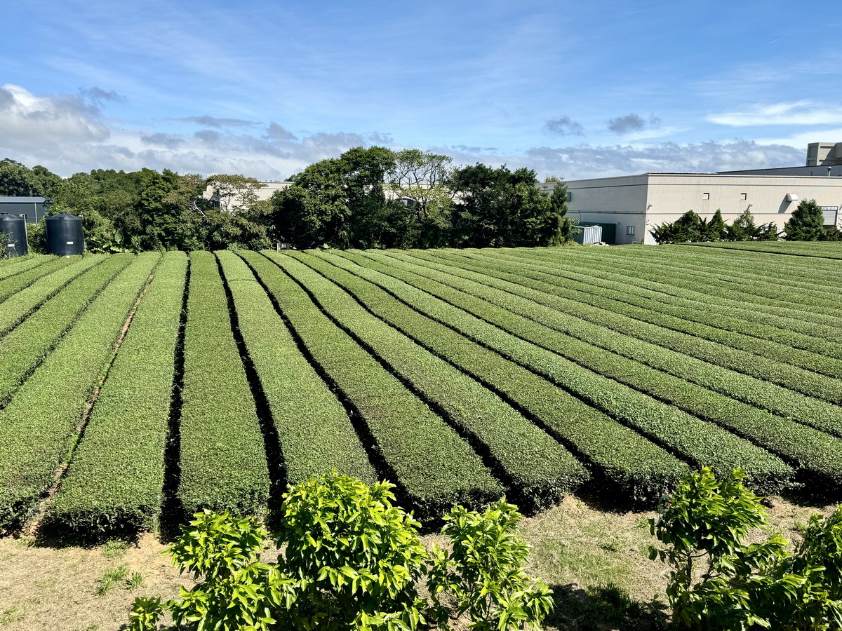 【桃園龍潭旅遊】臺灣客家茶文化館：茶讓世界看見臺灣，客家茶文化是先民的汗水與智慧結晶，國家級展覽館還有客茶樓客家茶餐以及六國風味下午茶