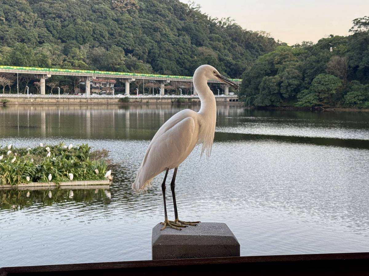 【台北市旅遊】大湖公園與白鷺鷥山親山步道 2025：內湖人的休閒公園與很好爬的白鷺鷥山親山步道 6731