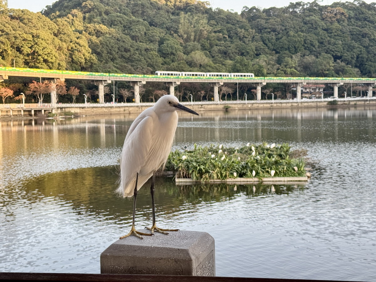 【台北市旅遊】大湖公園與白鷺鷥山親山步道 2025：內湖人的休閒公園與很好爬的白鷺鷥山親山步道 6731