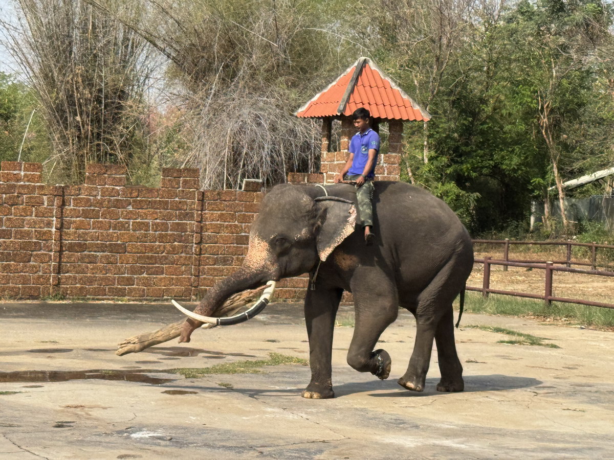 【泰國北碧府旅遊】北碧府野生動物園 2025：與長頸鹿親密合影，遊園車載你去看獅子、老虎、鱷魚、大象，適合親子旅遊 6849