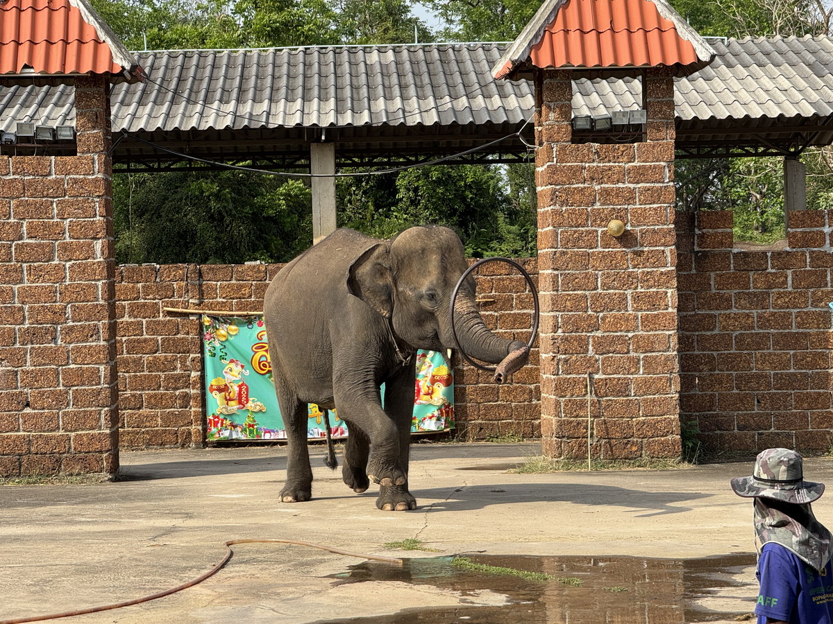 【泰國北碧府旅遊】北碧府野生動物園 2025：與長頸鹿親密合影，遊園車載你去看獅子、老虎、鱷魚、大象，適合親子旅遊 6849