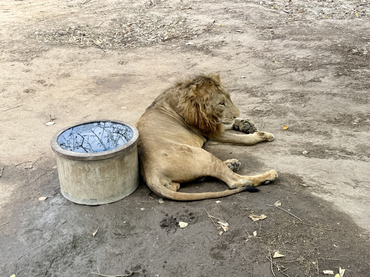 【泰國北碧府旅遊】北碧府野生動物園 2025：與長頸鹿親密合影，遊園車載你去看獅子、老虎、鱷魚、大象，適合親子旅遊 6849