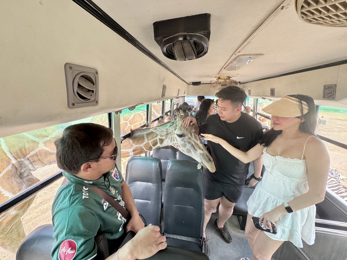 【泰國北碧府旅遊】北碧府野生動物園 2025：與長頸鹿親密合影，遊園車載你去看獅子、老虎、鱷魚、大象，適合親子旅遊 6849