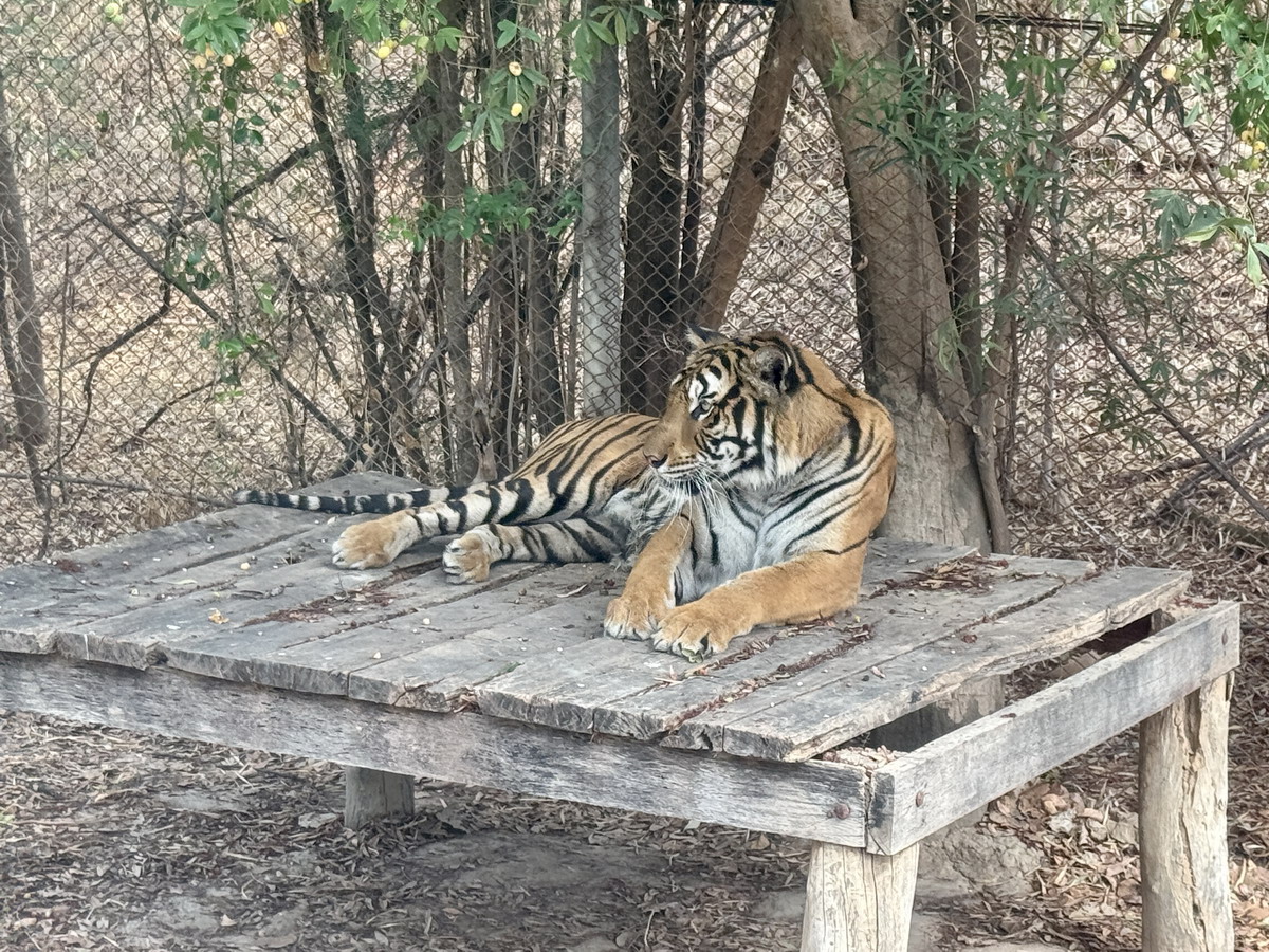 【泰國北碧府旅遊】北碧府野生動物園 2025：與長頸鹿親密合影，遊園車載你去看獅子、老虎、鱷魚、大象，適合親子旅遊 6849