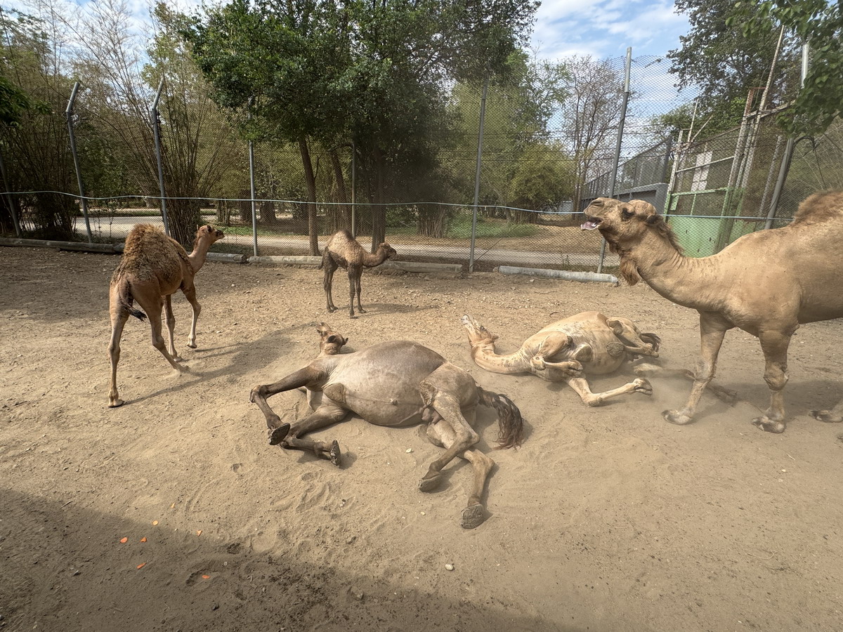 【泰國北碧府旅遊】北碧府野生動物園 2025：與長頸鹿親密合影，遊園車載你去看獅子、老虎、鱷魚、大象，適合親子旅遊 6849