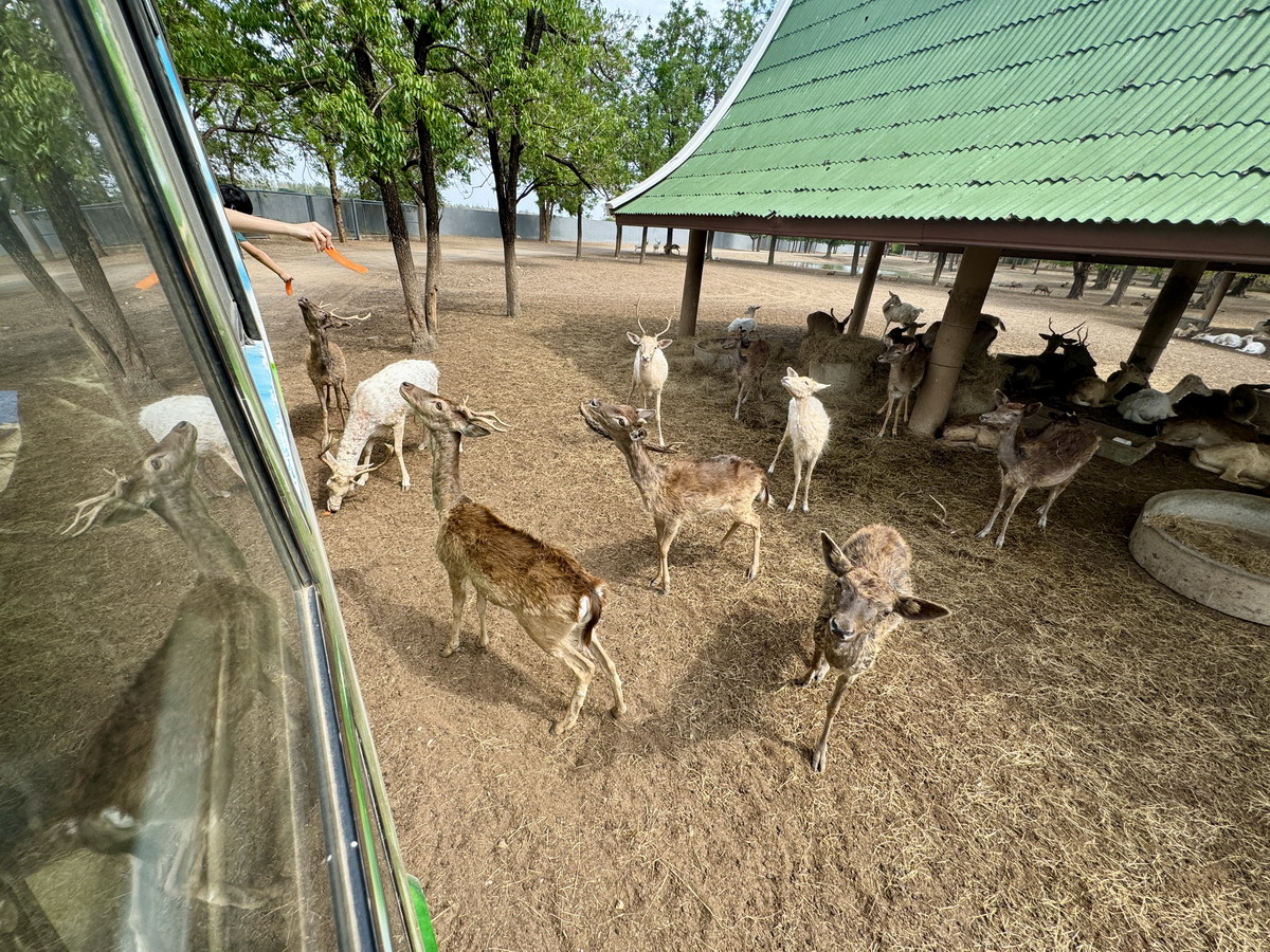 【泰國北碧府旅遊】北碧府野生動物園 2025：與長頸鹿親密合影，遊園車載你去看獅子、老虎、鱷魚、大象，適合親子旅遊 6849